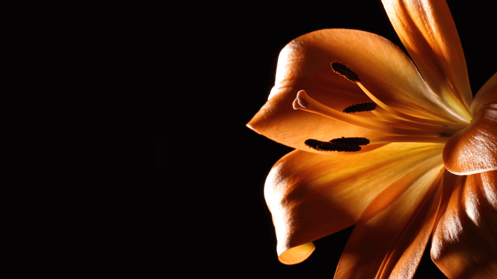 Close up of a flower that symbolizes sexuality and our emphasis on sex-positive therapy